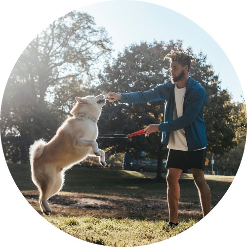 Chien qui joue avec son maître