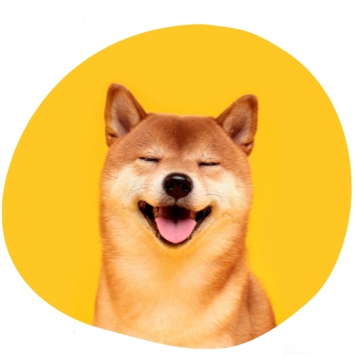 shiba souriantfond jaune