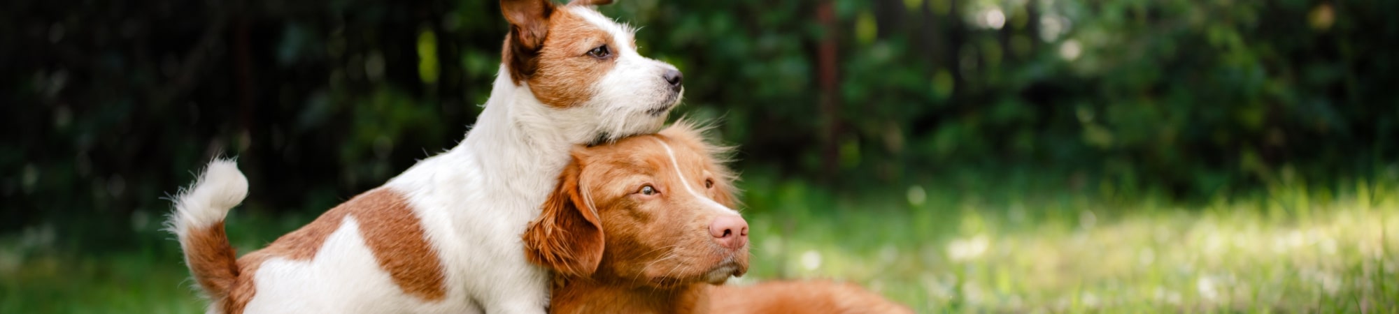 deux chiens calins