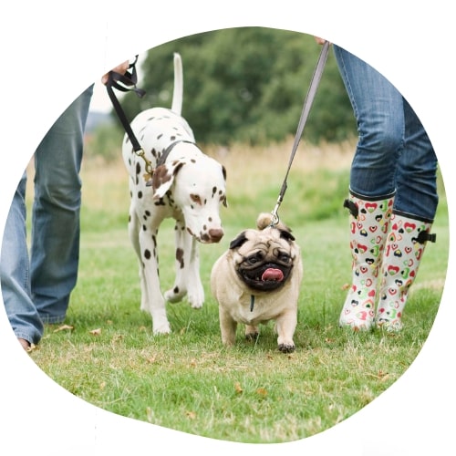 dalmatien et pug en promenade