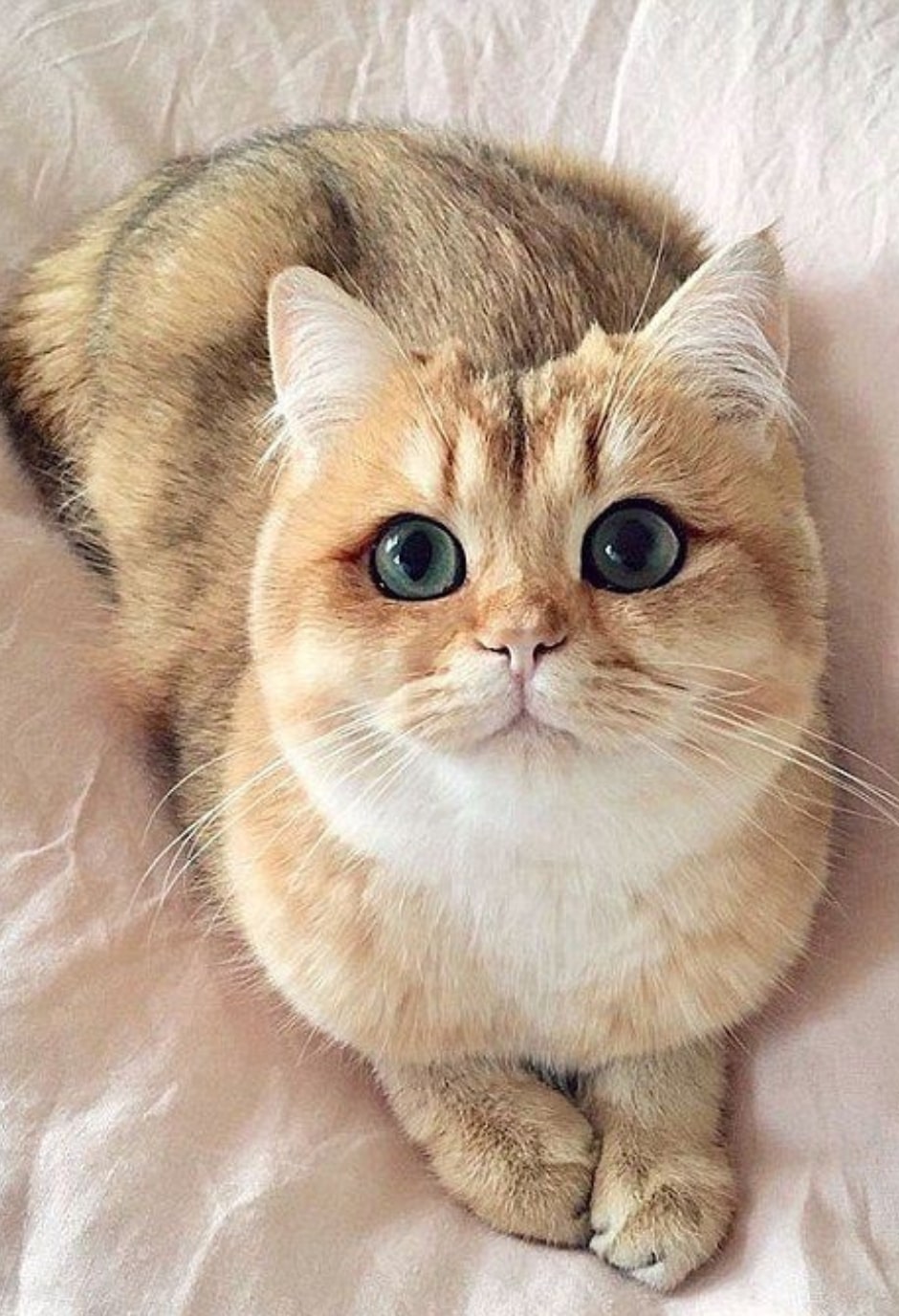chat aux yeux verts