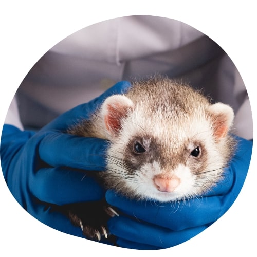 furet chez le vétérinaire