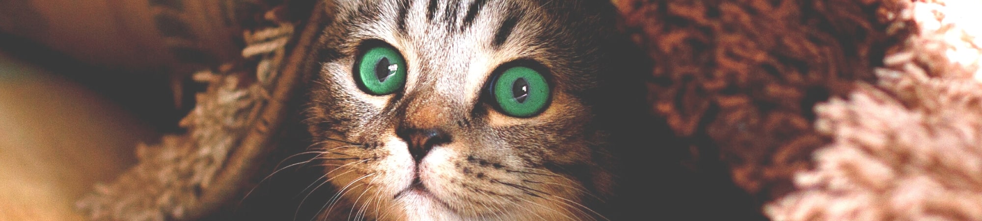 chat aux yeux verts