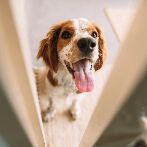 Habitudes à prendre avec le chien avant son départ au travail