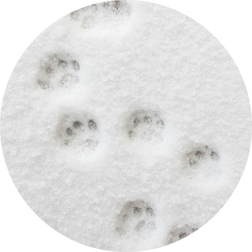 Empreintes d'animal dans la neige