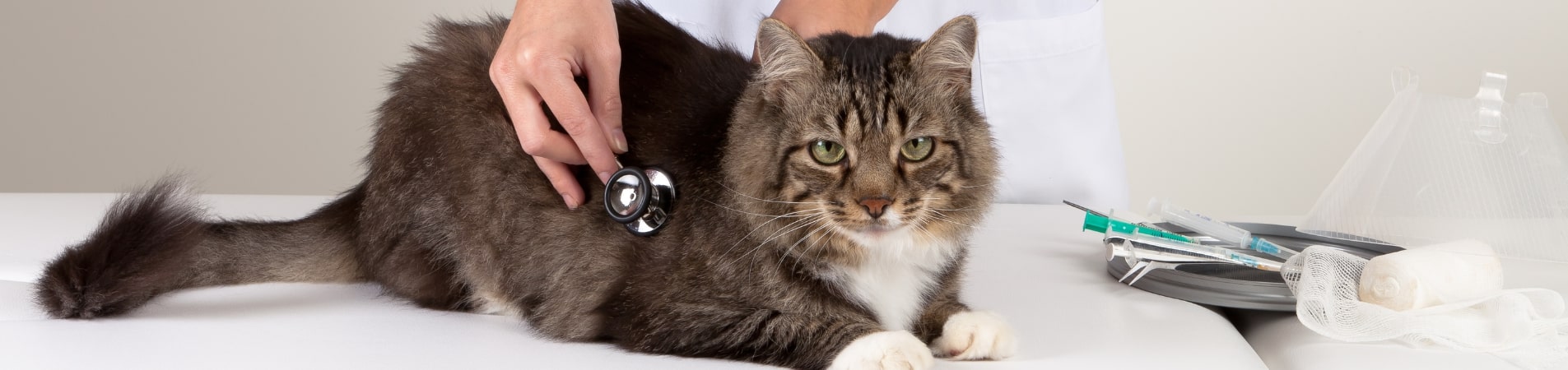 chat chez le vétérinaire avec un stétoscope