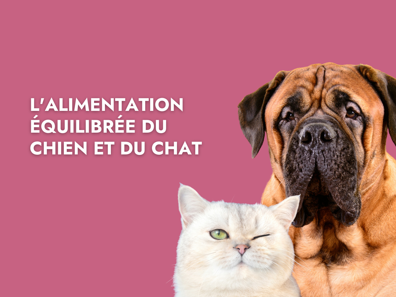 L'alimentation équilibrée du chien et du chat