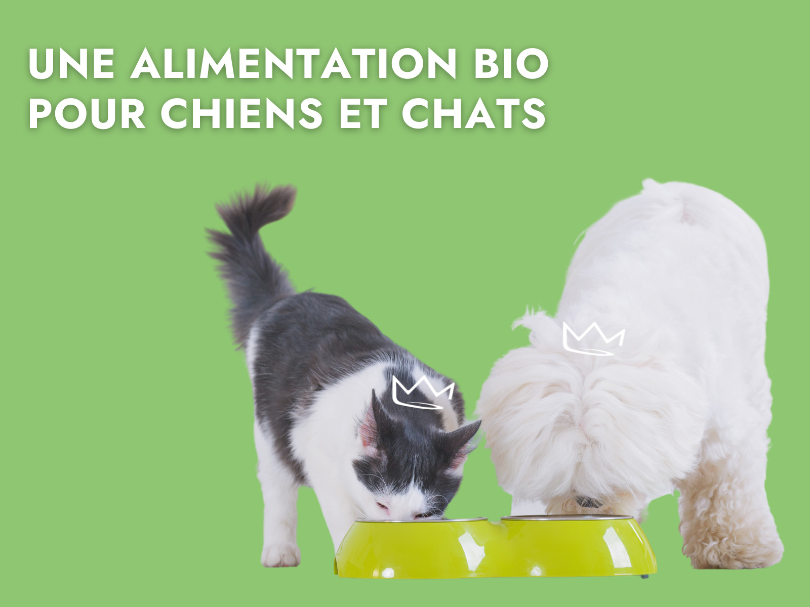 une alimentation bio pour chiens et chats