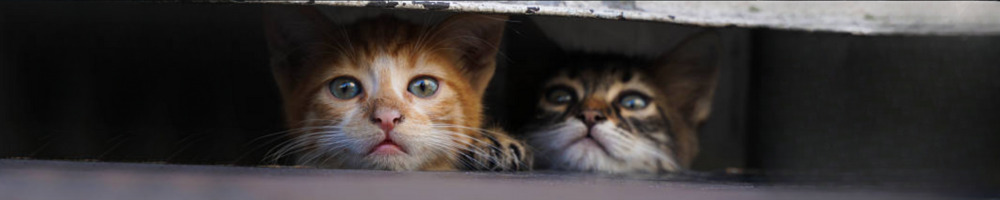 deux chats qui se cachent