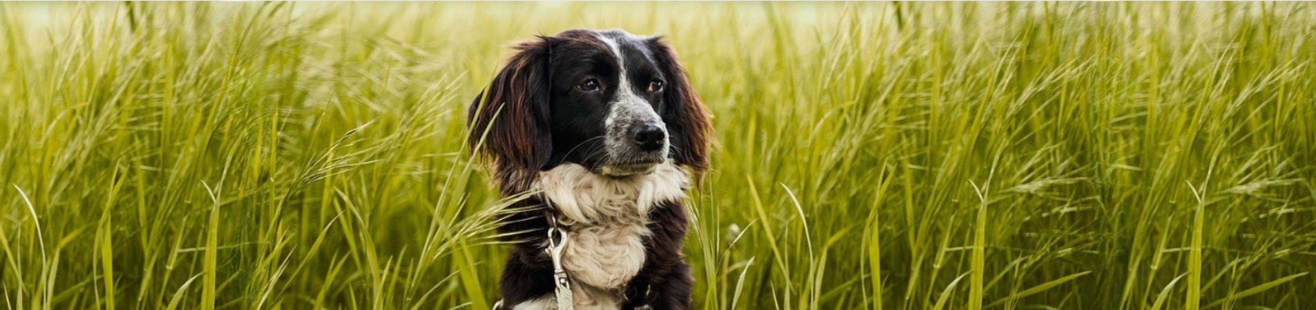 chien qui regarde au loin