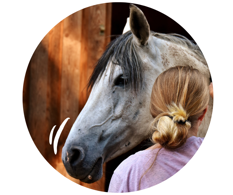 répulsif insecte et tiques pour cheval Boehringer Ingelheim Animal Health