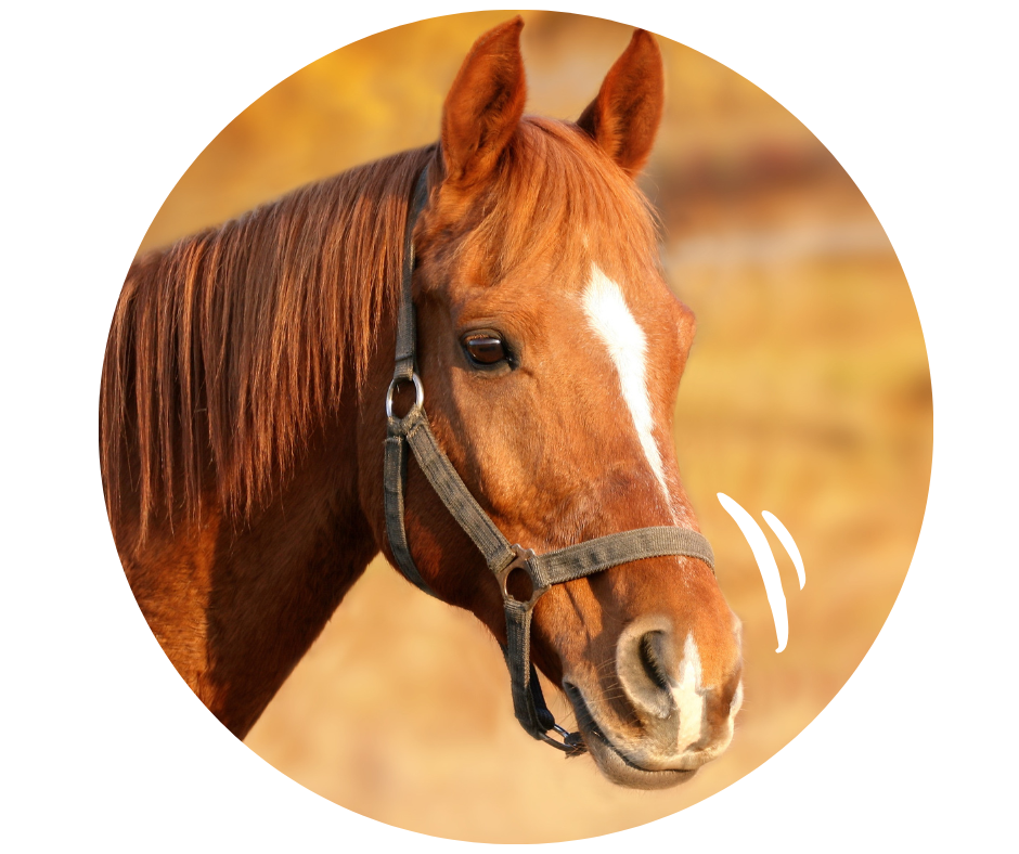 cheval compléments nutritionnels Boehringer Ingelheim Animal Health
