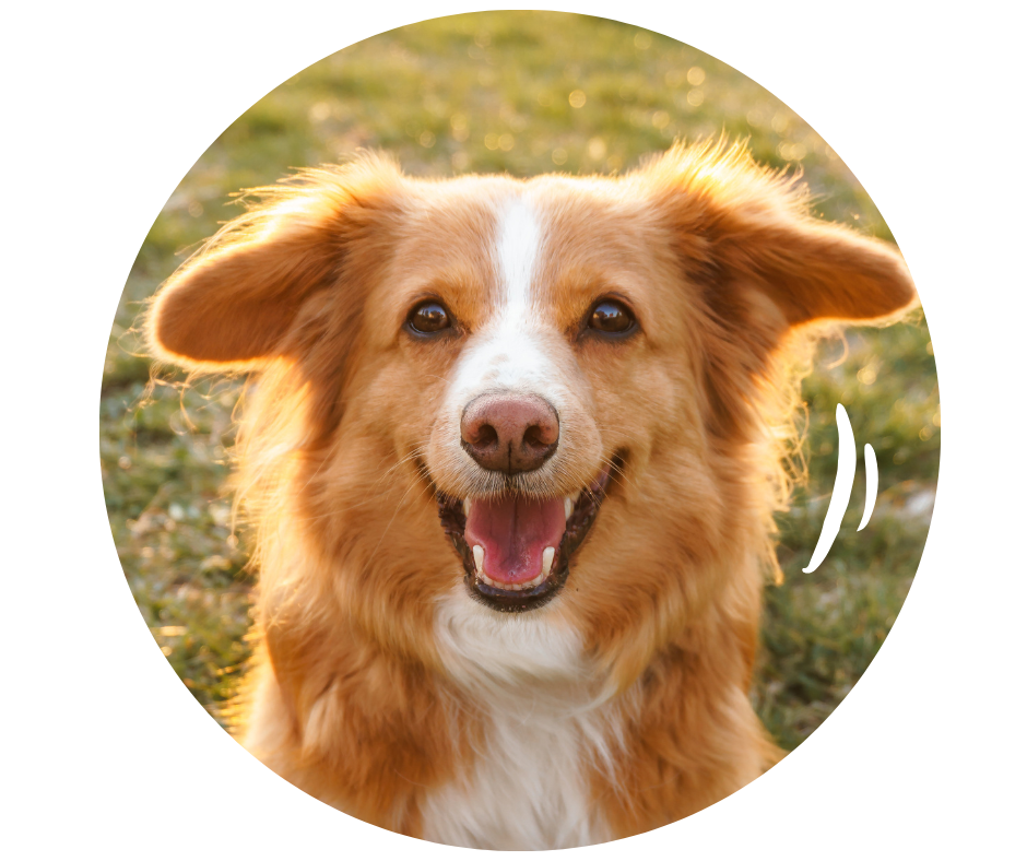 chiens compléments nutritionnels Boehringer Ingelheim Animal Health chiens compléments nutritionnels Boehringer Ingelheim Animal Health