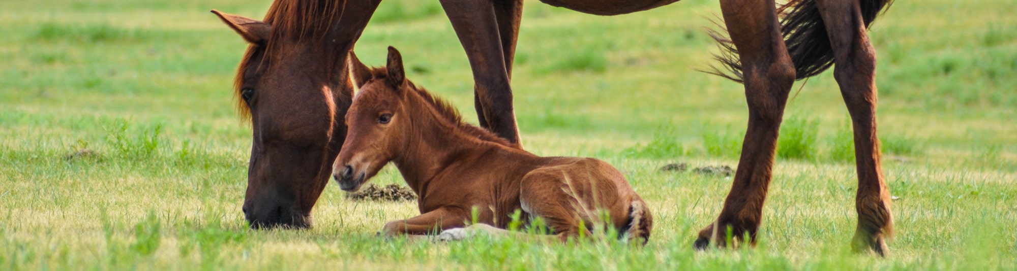 alimentation-produits-veterinaire-chevaux-elevage