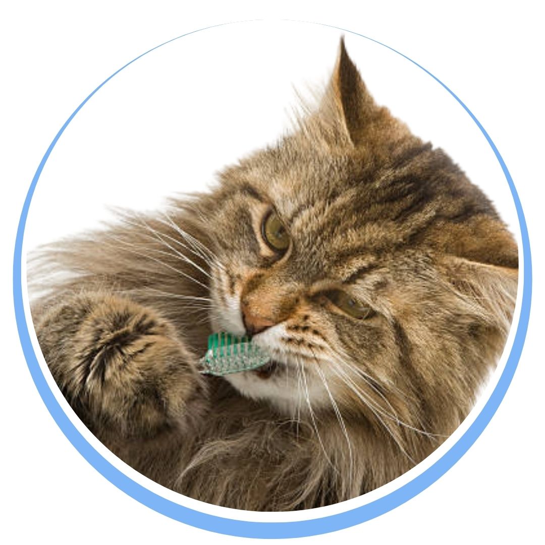 brossage de dents du chat