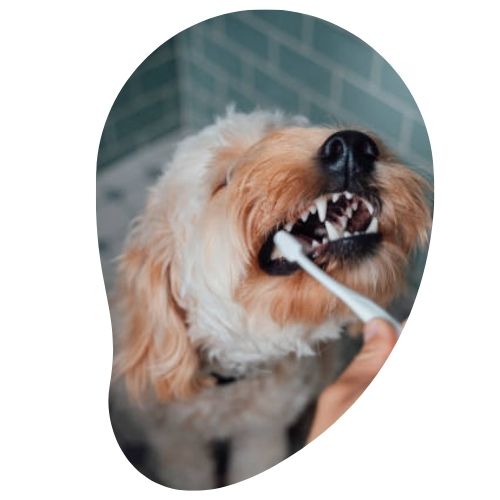 chien qui se fait brosser les dents