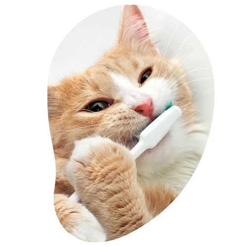 chat qui se brosse les dents