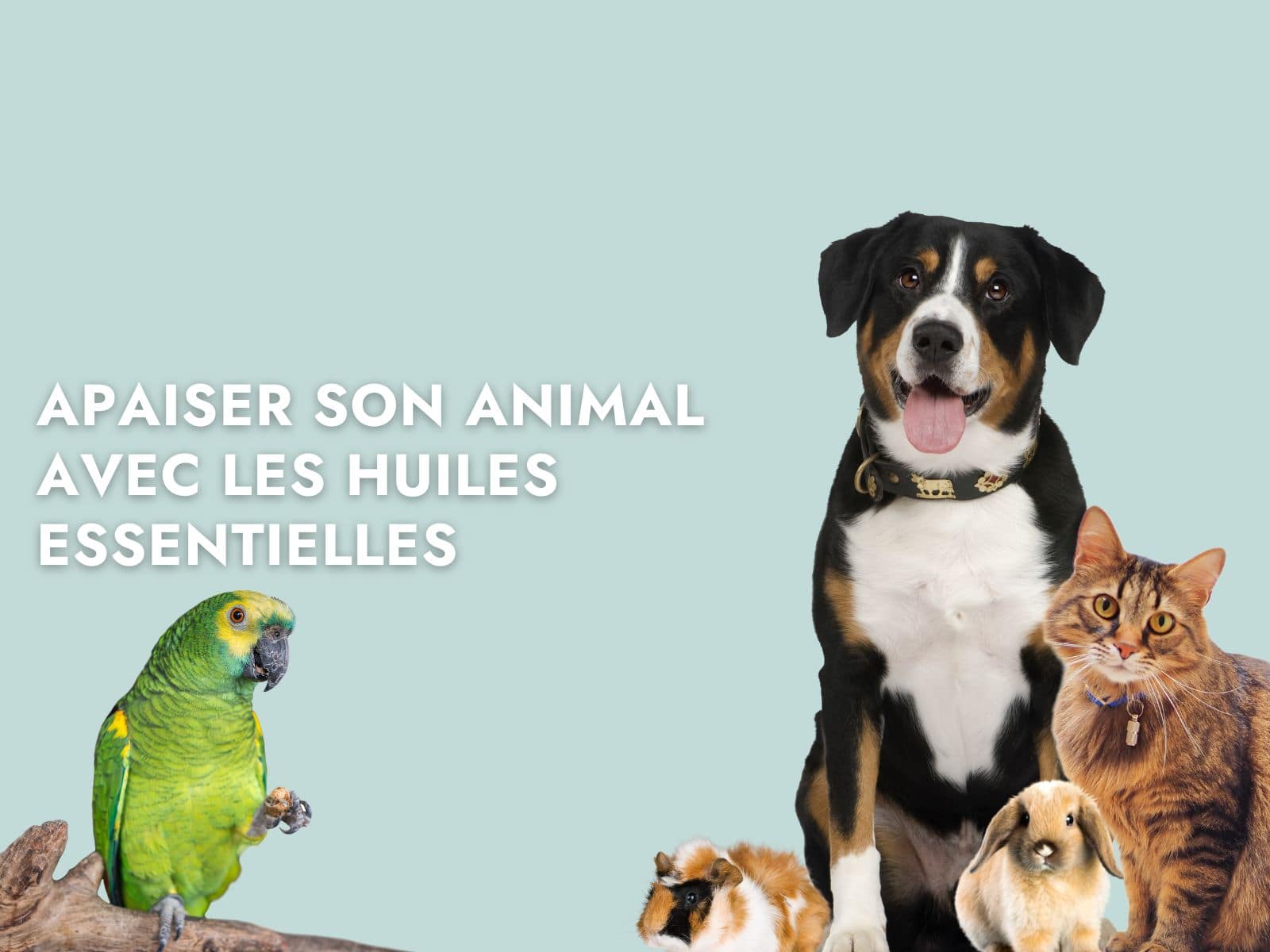 Chien, chat, lapin, cochon d'inde et perroquet