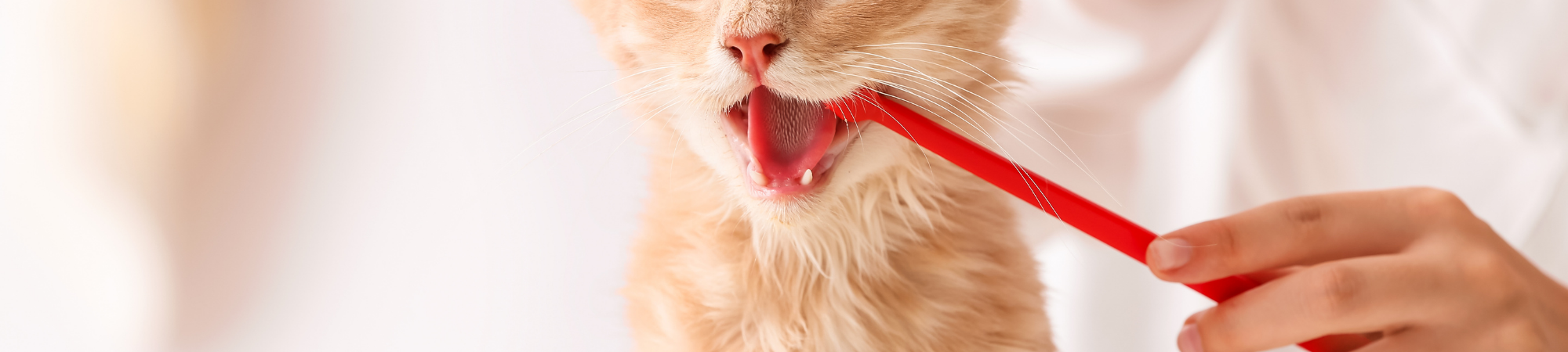 Hygiène dents chien chat bucogel