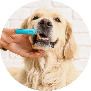Hygiène des dents chiens veggiedent