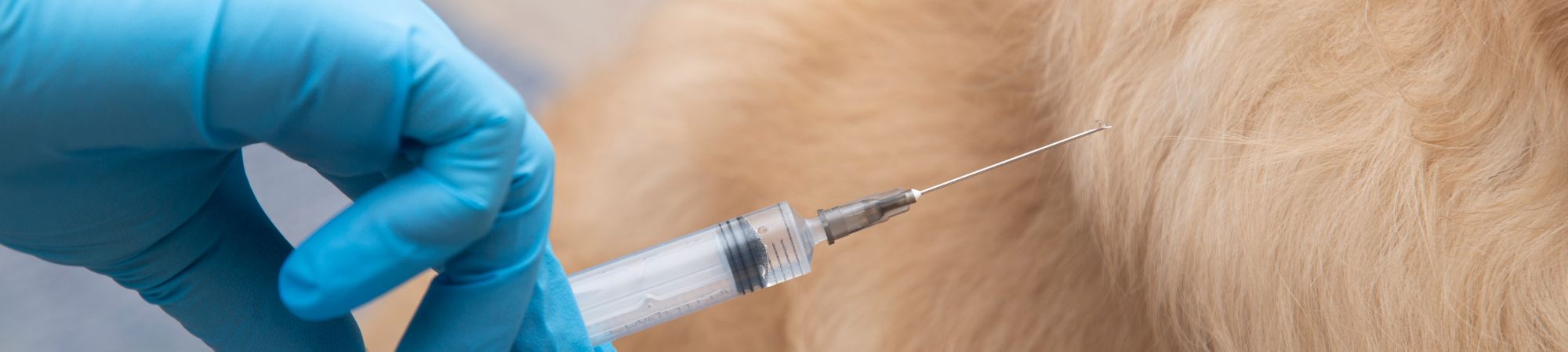 Chien qui se fait vacciner