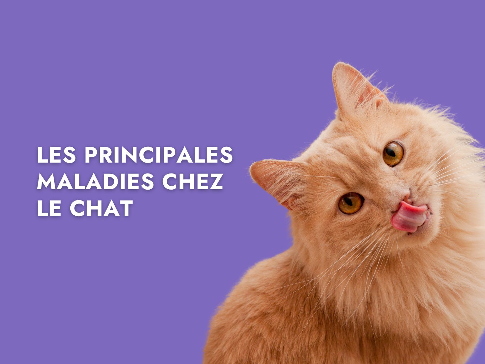 Chat qui se lèche les babines