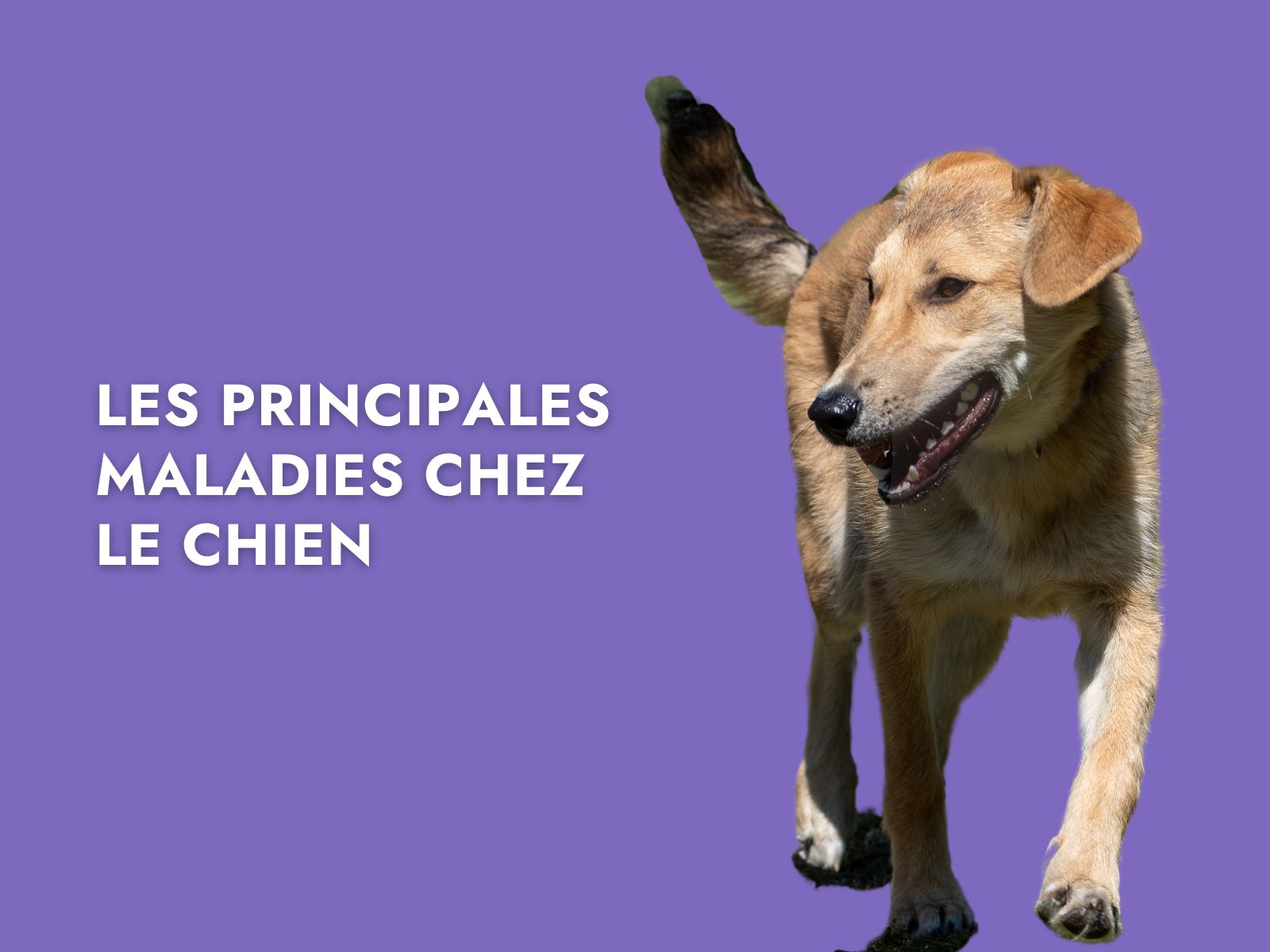 Les principales maladies chez le chien