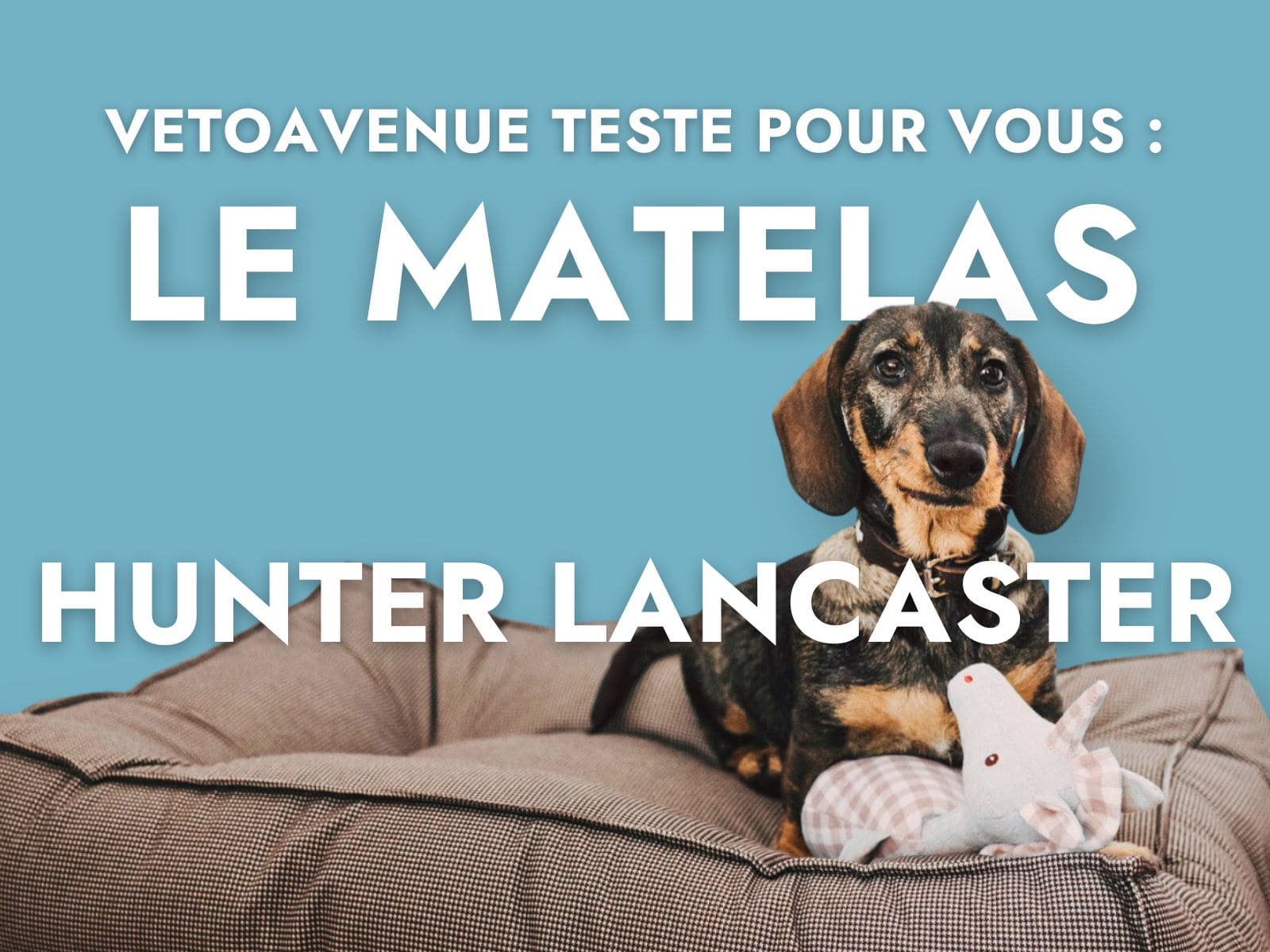 Chien sur matelas