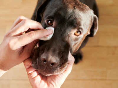 Nettoyage des yeux chien et chat