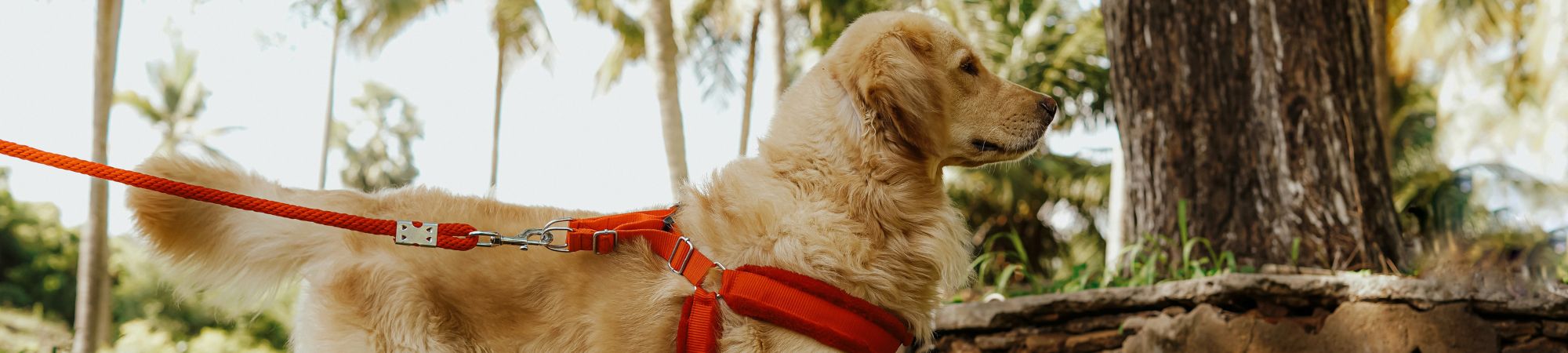 Chien derrière un arbre