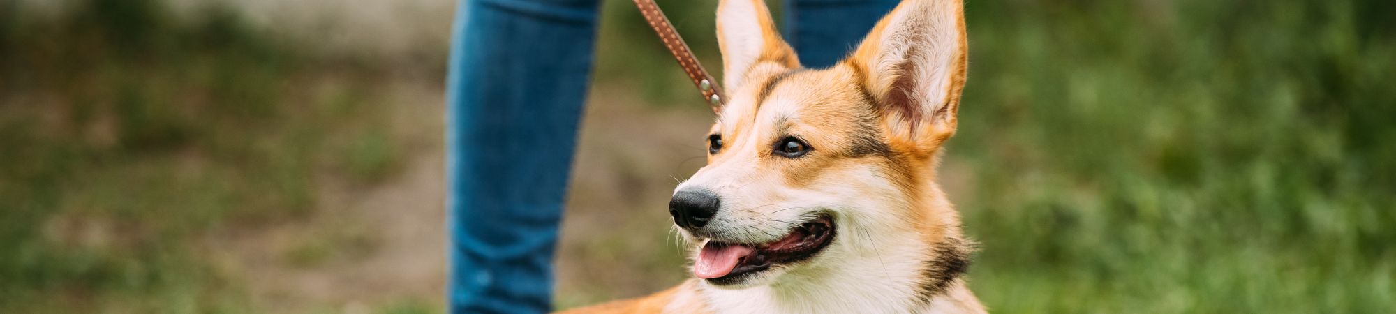 chien en laisse banniere blog de l'amour en plus des kilos en moins