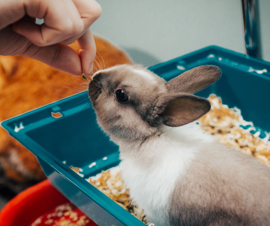 Lapin à qui on donne des graines