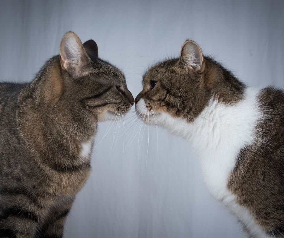 deux chats en face l'un de l'autre