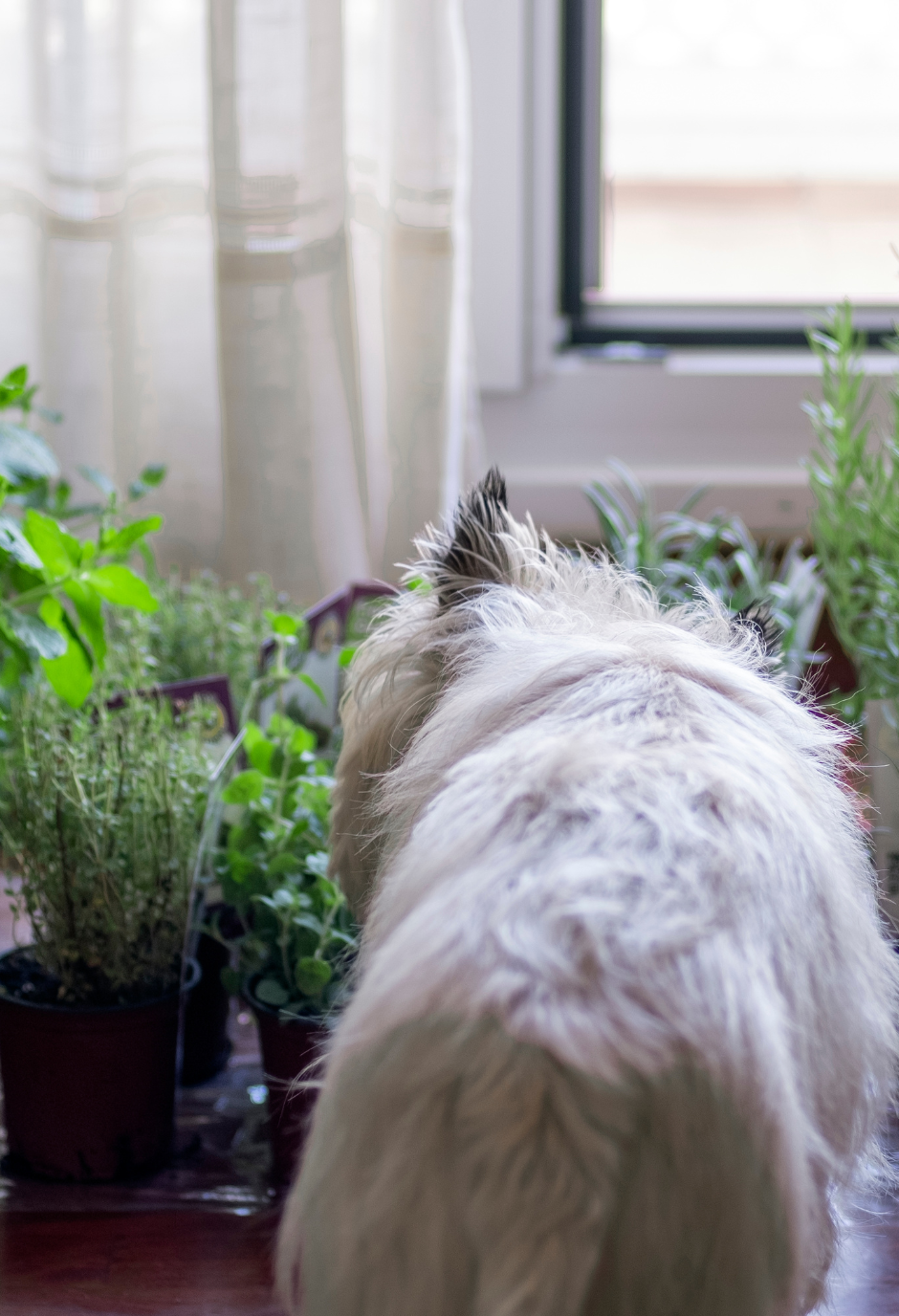 Chien qui sent des herbes aromatiques