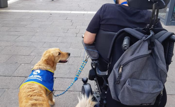 Chien d'assistance avec personne en fauteuil roulant