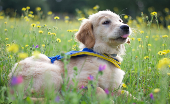 Chiot d'assistance dans un pré