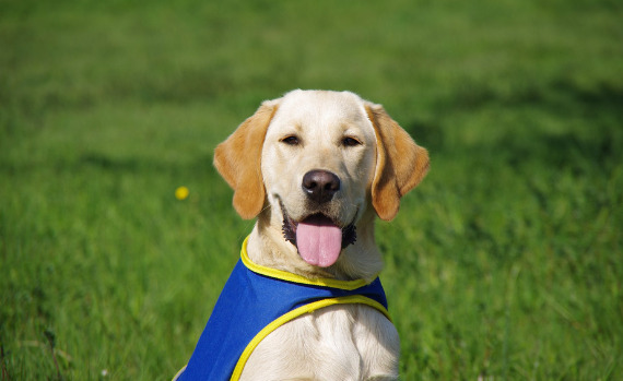 Chien d'assistance dans un pré