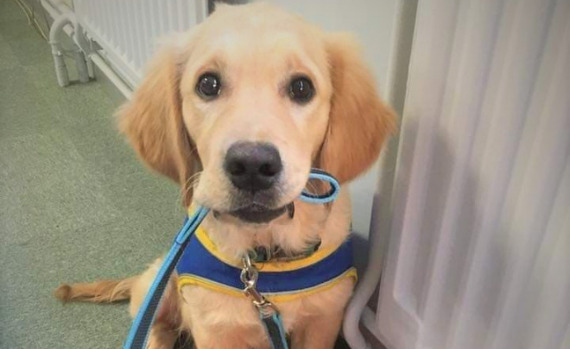 Labrador avec laisse dans la gueule