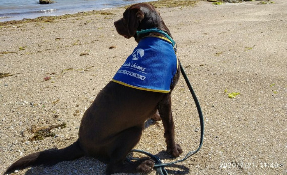 Labrador noir sur la plage