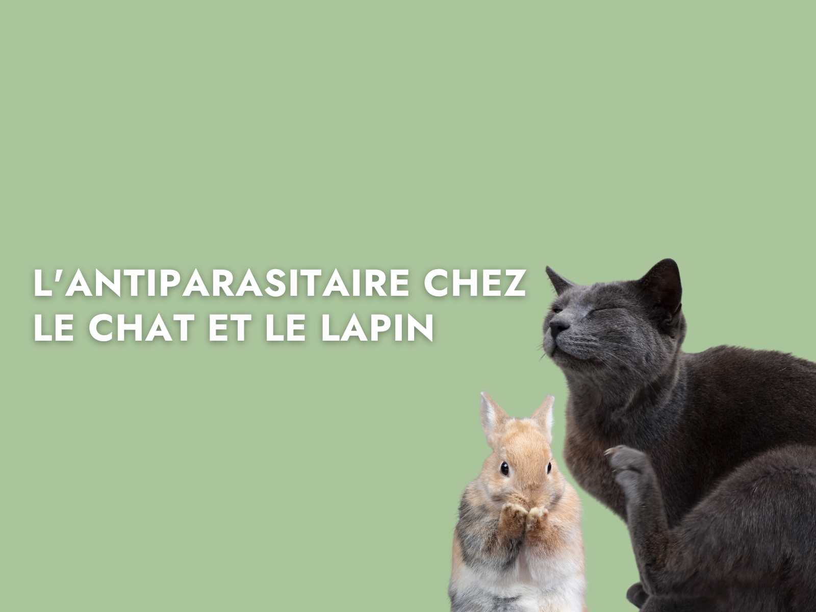 Chat et lapin qui se grattent