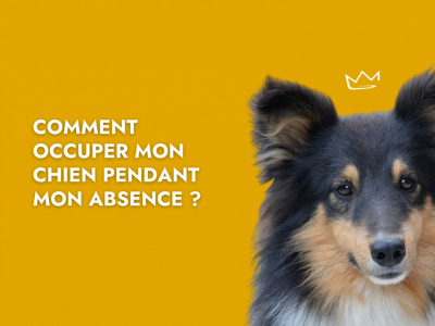 Chien sur fond jaune