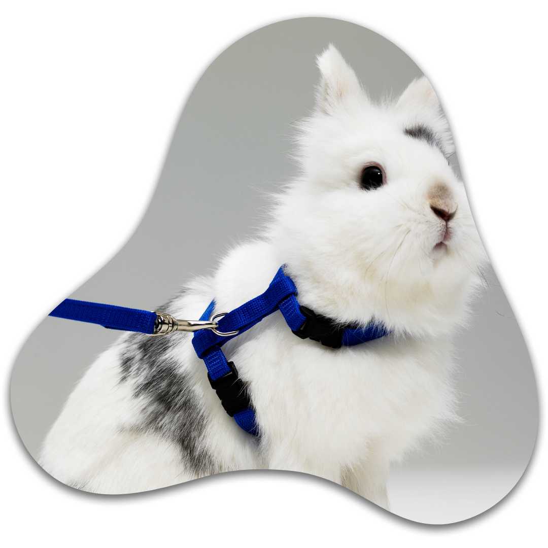 Lapin avec harnais bleu