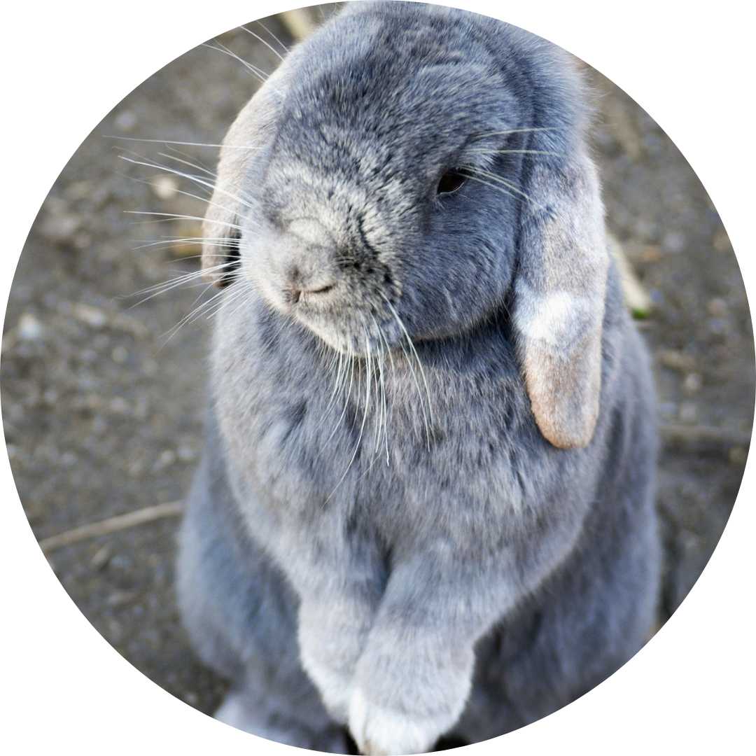 Lapin gris