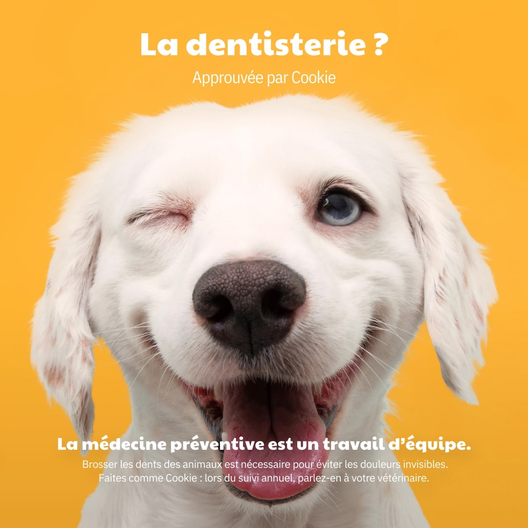 La dentisterie approuvée par Cookie