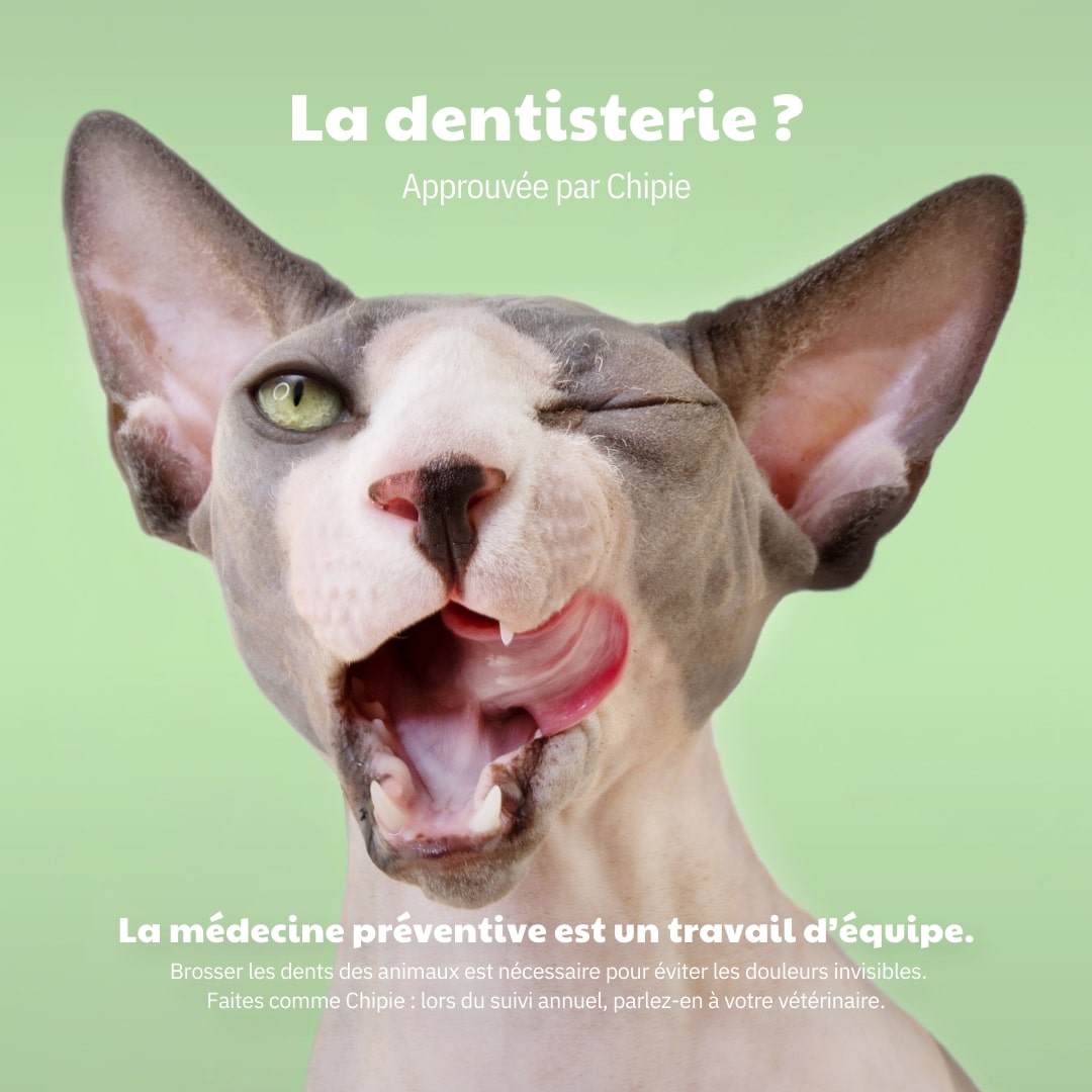 La dentisterie approuvée par Chipie