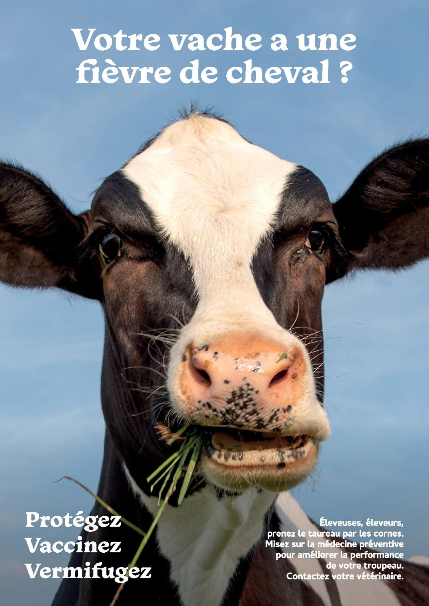 Votre vache a une fièvre de cheval ?