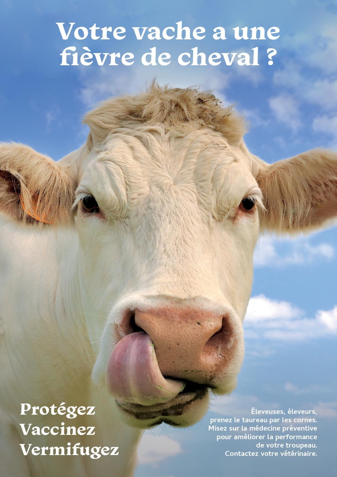 Votre vache a une fièvre de cheval ?