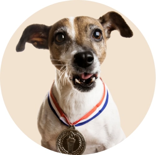 Chien avec une médaille