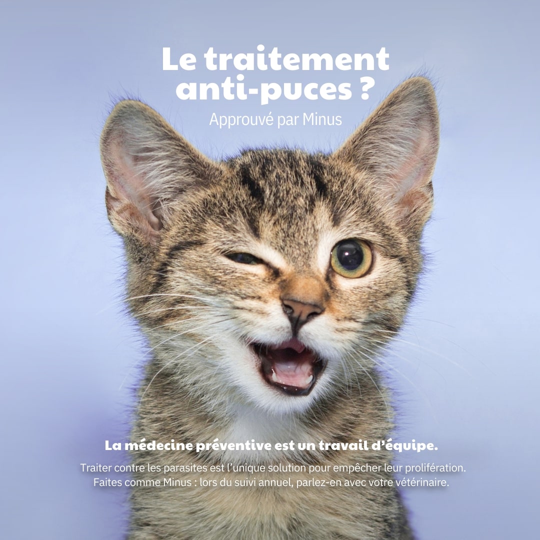 Le traitement anti-puces approuvé par Minus