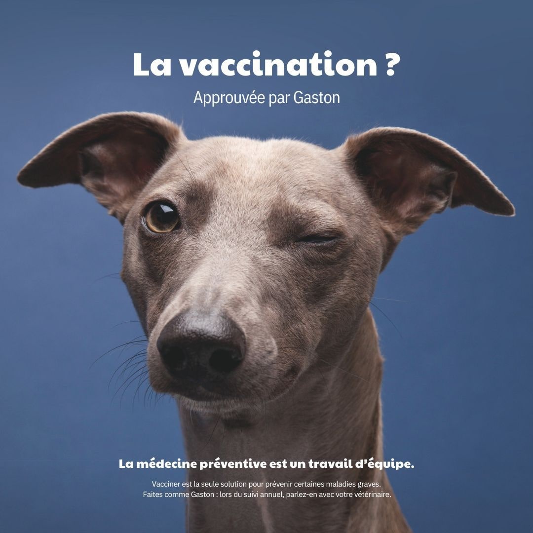 La vaccination approuvée par Gaston